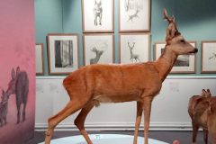 1_EXPOSITION-ILLUSTRATIONS-BAMBI-au-MUSEUM-HISTOIRE-NATURELLE-VAULUISANT-SALON-DU-LIVRE-JEUNESSE-TROYES-PHILIPPE-JALBERT-02-scaled