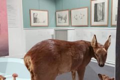 1_EXPOSITION-ILLUSTRATIONS-BAMBI-au-MUSEUM-HISTOIRE-NATURELLE-VAULUISANT-SALON-DU-LIVRE-JEUNESSE-TROYES-PHILIPPE-JALBERT-03-scaled