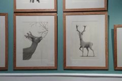 1_EXPOSITION-ILLUSTRATIONS-BAMBI-au-MUSEUM-HISTOIRE-NATURELLE-VAULUISANT-SALON-DU-LIVRE-JEUNESSE-TROYES-PHILIPPE-JALBERT-04-scaled