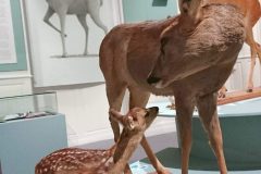 1_EXPOSITION-ILLUSTRATIONS-BAMBI-au-MUSEUM-HISTOIRE-NATURELLE-VAULUISANT-SALON-DU-LIVRE-JEUNESSE-TROYES-PHILIPPE-JALBERT-06-scaled