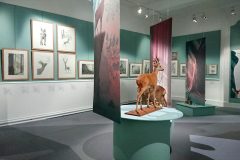 1_EXPOSITION-ILLUSTRATIONS-BAMBI-au-MUSEUM-HISTOIRE-NATURELLE-VAULUISANT-SALON-DU-LIVRE-JEUNESSE-TROYES-PHILIPPE-JALBERT-08-scaled