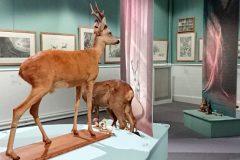 1_EXPOSITION-ILLUSTRATIONS-BAMBI-au-MUSEUM-HISTOIRE-NATURELLE-VAULUISANT-SALON-DU-LIVRE-JEUNESSE-TROYES-PHILIPPE-JALBERT-09-scaled