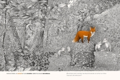 DANS-LA-FORET-cherche-et-trouve-les-animaux-philippe-jalbert-02-le-renard