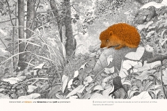 DANS-LA-FORET-cherche-et-trouve-les-animaux-philippe-jalbert-03-le-herrisson