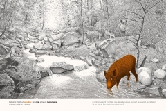 DANS-LA-FORET-cherche-et-trouve-les-animaux-philippe-jalbert-04-le-sanglier