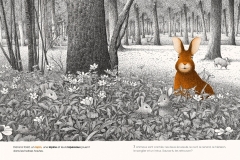 DANS-LA-FORET-cherche-et-trouve-les-animaux-philippe-jalbert-05-le-lapin