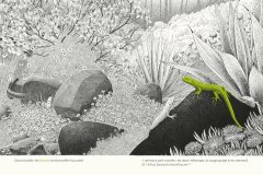 Dans-le-jardin-cherche-et-trouve-les-animaux-et-insectes-du-jardin-par-philippe-jalbert-03-le-lezard-dans-le-jardin