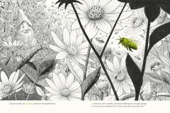 Dans-le-jardin-cherche-et-trouve-les-animaux-et-insectes-du-jardin-par-philippe-jalbert-04-labeille-dans-le-jardin