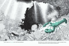 Dans-lOcean-cherche-et-trouve_le-homard_philippe-jalbert