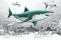 Dans-lOcean-cherche-et-trouve_le-requin_philippe-jalbert