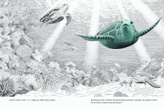 Dans-lOcean-cherche-et-trouve_le-tortue-de-mer_philippe-jalbert