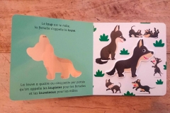 le-loup-documentaire-pour-tout-petits-et-bebes-philippe-jalbert-01-scaled